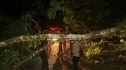 Pohon Tumbang Tutup Jalan Warga