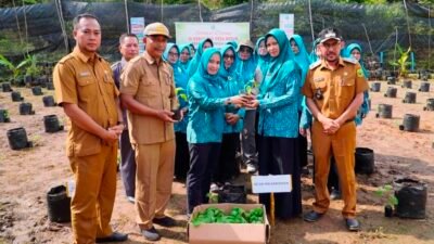 Ketua TP-PKK Lingga Bagikan 200 Bibit Terong ke Desa Resun