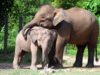 Gajah Borneo Resmi Dinyatakan “Terancam Punah oleh IUCN