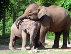 Gajah Borneo Resmi Dinyatakan “Terancam Punah oleh IUCN