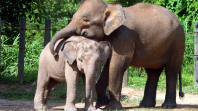 Gajah Borneo Resmi Dinyatakan “Terancam Punah oleh IUCN