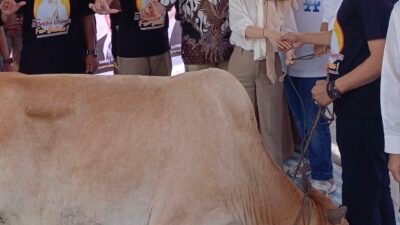 Peringati Hari Raya Idul Adha, Li Claudia Chandra Serahkan Dua Ekor Sapi Kurban Ke DPC Gerindra Batam