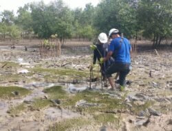 PT Timah Tanam 2500 Pohon Mangrove Pantai Gemuruh Kuba