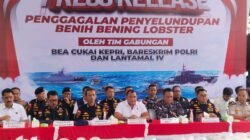 Upaya Penyeludupan 237 Ribu Benih Bening Lobster Berhasil Digagalkan Oleh Tim Gabungan