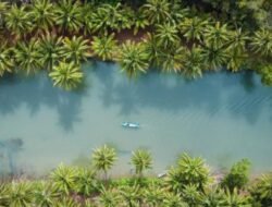 Pesona Sungai Maron: Menyusuri Keindahan Amazon-nya Pacitan