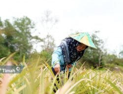 Zulyanti Kembangkan Program Protein Nabati Bersama PT Timah