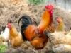Pencurian Ternak Ayam Kian Marak, 35 Ekor Ayam Warga Hilang Dalam Sepekan