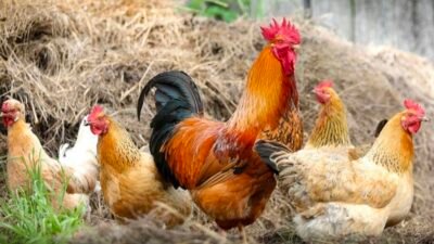 Pencurian Ternak Ayam Kian Marak, 35 Ekor Ayam Warga Hilang Dalam Sepekan