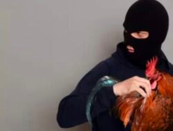 Pengungkapan Pelaku Maling Ayam Ternak Warga Desa Tanjung Harapan Jadi Misteri