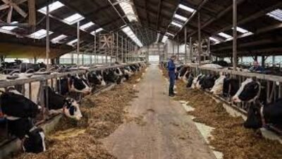 Kementan Siapkan Puluhan Ribu Hektar Lahan Peternakan untuk Suplai Program Makan Bergizi Gratis