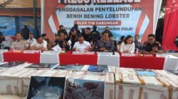 Bea Cukai Gagalkan Penyeludupan 151.000 Ekor Beni Bening Lobster