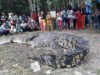 Pencarian Buaya Lepas di Pulau Bulan: 13 Ekor Berhasil Ditangkap, Jumlah Pastinya Masih Belum Diketahui