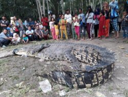 Pencarian Buaya Lepas di Pulau Bulan: 13 Ekor Berhasil Ditangkap, Jumlah Pastinya Masih Belum Diketahui