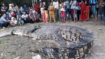 Pencarian Buaya Lepas di Pulau Bulan: 13 Ekor Berhasil Ditangkap, Jumlah Pastinya Masih Belum Diketahui