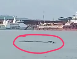 Ratusan Buaya Lepas dari Penangkaran di Pulau Bulan, Warga Batam Dihimbau Berhati-hati