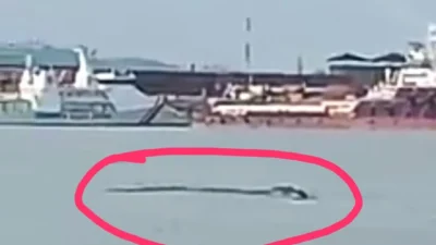 Ratusan Buaya Lepas dari Penangkaran di Pulau Bulan, Warga Batam Dihimbau Berhati-hati