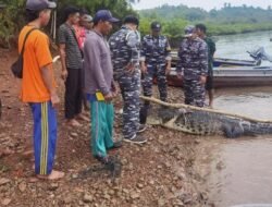 Endipat Wijaya: Perlu Revitalisasi SOP Penangkaran Buaya di Pulau Bulan