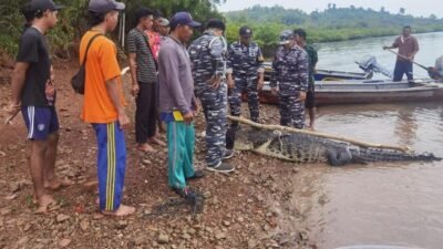 Endipat Wijaya: Perlu Revitalisasi SOP Penangkaran Buaya di Pulau Bulan