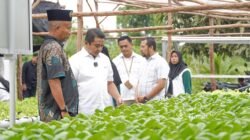 PT Timah Gerakkan Program Hidroponik Bagi Kelompok Perempuan di Desa Sawang Laut