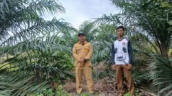 PT Timah Gandeng Pemerintah Desa Air Limau Sulap Lahan Bekas Tambang Jadi Kawasan Perkebunan