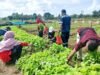 Farm Estate Tanjung Ular Ciptakan Kesempatan Kerja Bagi Masyarakat