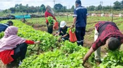 Farm Estate Tanjung Ular Ciptakan Kesempatan Kerja Bagi Masyarakat