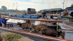 Sambut Hari Raya Idul Adha, Iman Sutiawan Serahkan 28 Ekor Hewan Kurban di Berbagai Wilayah Kepri