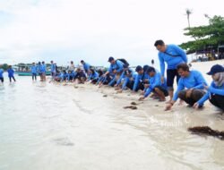 PT Timah Tbk Bersama AAI Sumbagsel Lepasliar Tukik Sisik di Pulau Kelayang