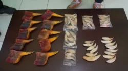 Bea Cukai Gagalkan Modus Penyelundupan Paruh Rangkong dan Taring Beruang