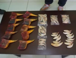 Bea Cukai Gagalkan Modus Penyelundupan Paruh Rangkong dan Taring Beruang