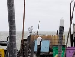 Pemain BMM ilegal Karimun Ahau diduga Bermain Mata Dengan Oknum Aparat