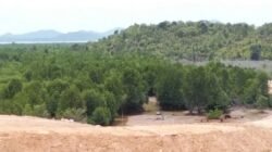Penimbunan Mangrove Panaran Terus Berjalan, Nama Ayung dan PT Karyaraya Adipratama Mencuat