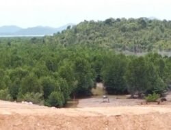 Penimbunan Mangrove Panaran Terus Berjalan, Nama Ayung dan PT Karyaraya Adipratama Mencuat