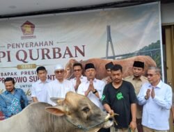 DPD Gerindra Kepri Salurkan Puluhan Hewan Kurban, Ada Sapi 1 Ton dari Presiden Prabowo Subianto