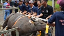 BP Batam Salurkan 33 Hewan Kurban, Perkuat Kepedulian Sosial dan Semangat Berbagi di Hari Raya Idul Adha