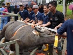 BP Batam Salurkan 33 Hewan Kurban, Perkuat Kepedulian Sosial dan Semangat Berbagi di Hari Raya Idul Adha