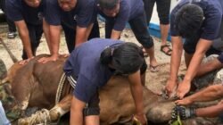 KPBC Bea Cukai Karimun Sembelih Tiga Ekor Sapi Kurban, Daging Dibagikan kepada Masyarakat