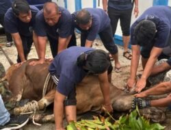 KPBC Bea Cukai Karimun Sembelih Tiga Ekor Sapi Kurban, Daging Dibagikan kepada Masyarakat