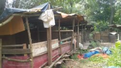Warga Kabil Keluhkan Keberadaan Peternakan Babi di Dekat Pemukiman