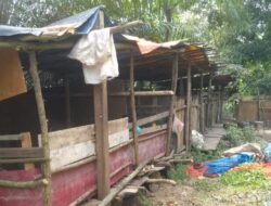 Warga Kabil Keluhkan Keberadaan Peternakan Babi di Dekat Pemukiman